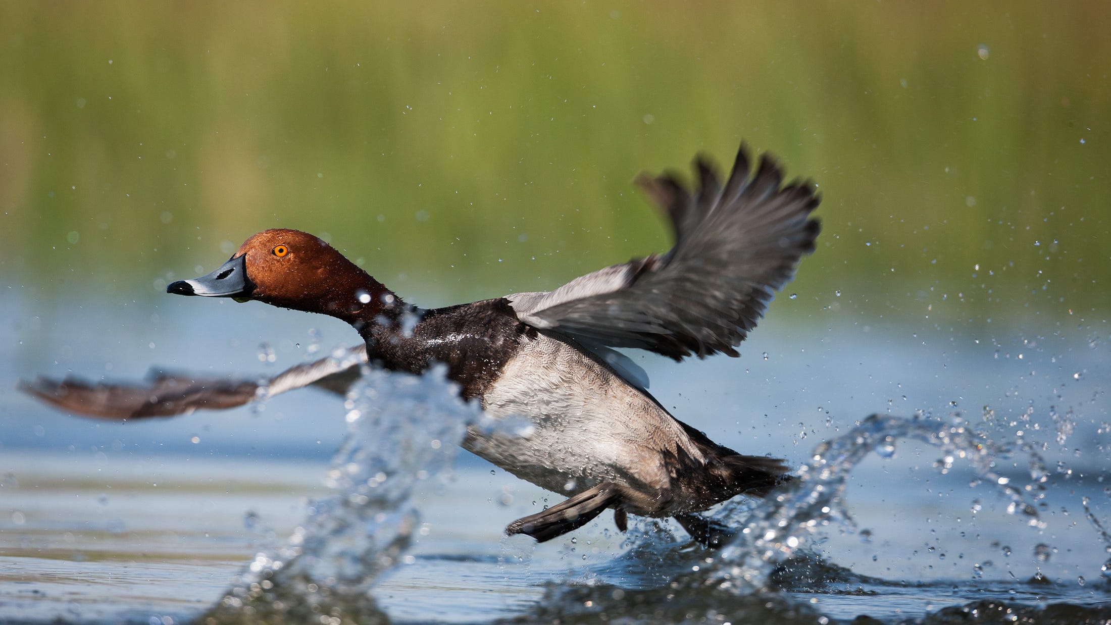 Western drought disrupts Nevada duck migration