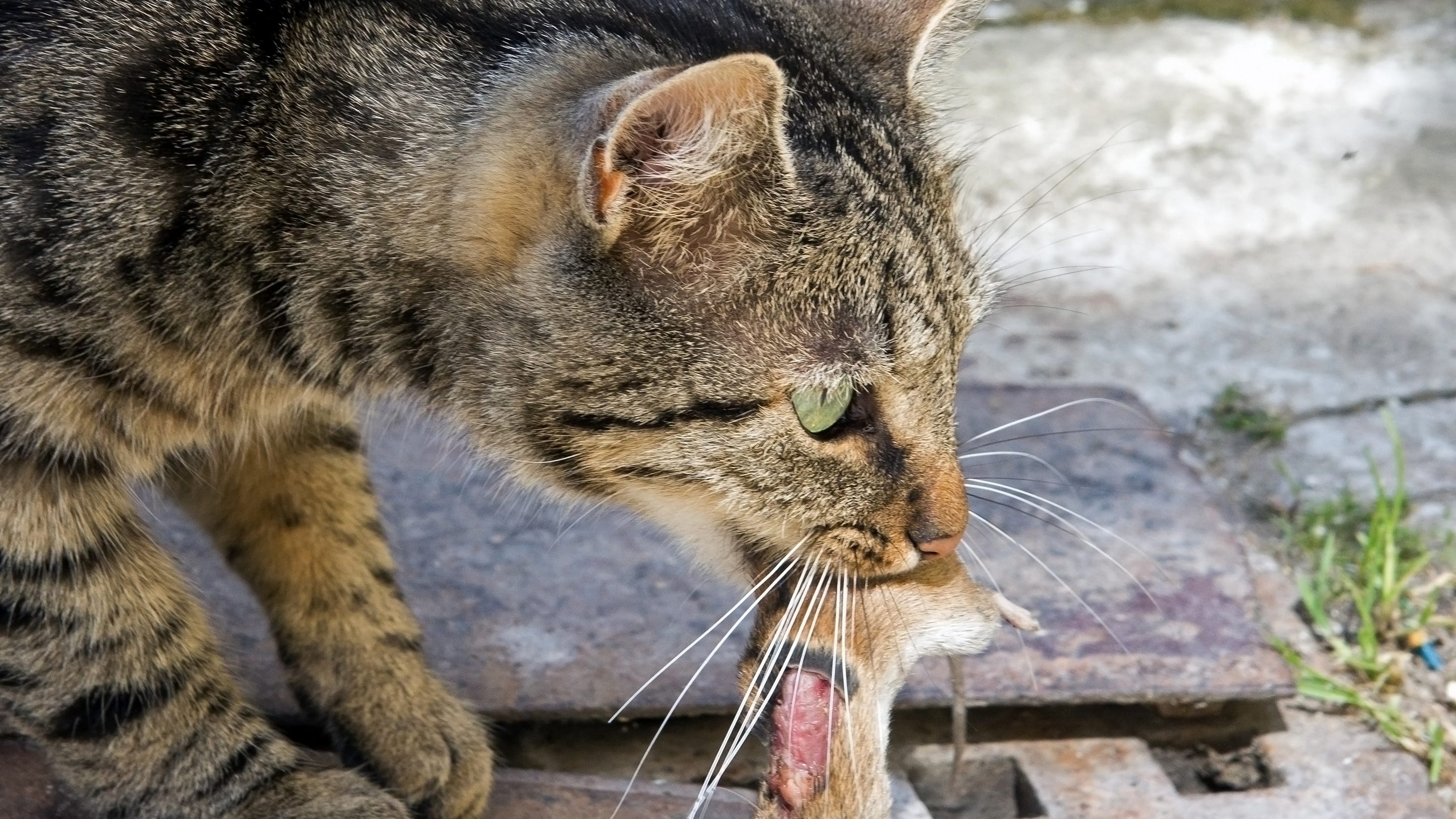 best cat predator