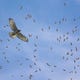 Thousands of hawks fly over the Detroit River "class =" more-section-stories-thumb