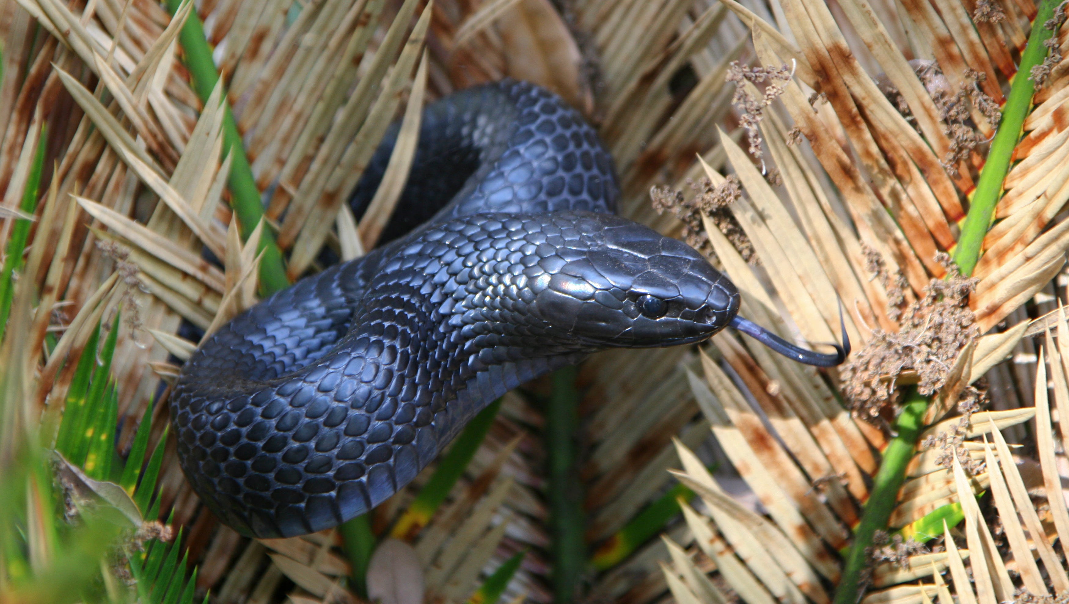 blue indigo snake belly
