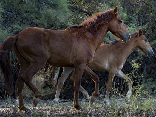 Wild horses near Salt River to be removed by Forest Service