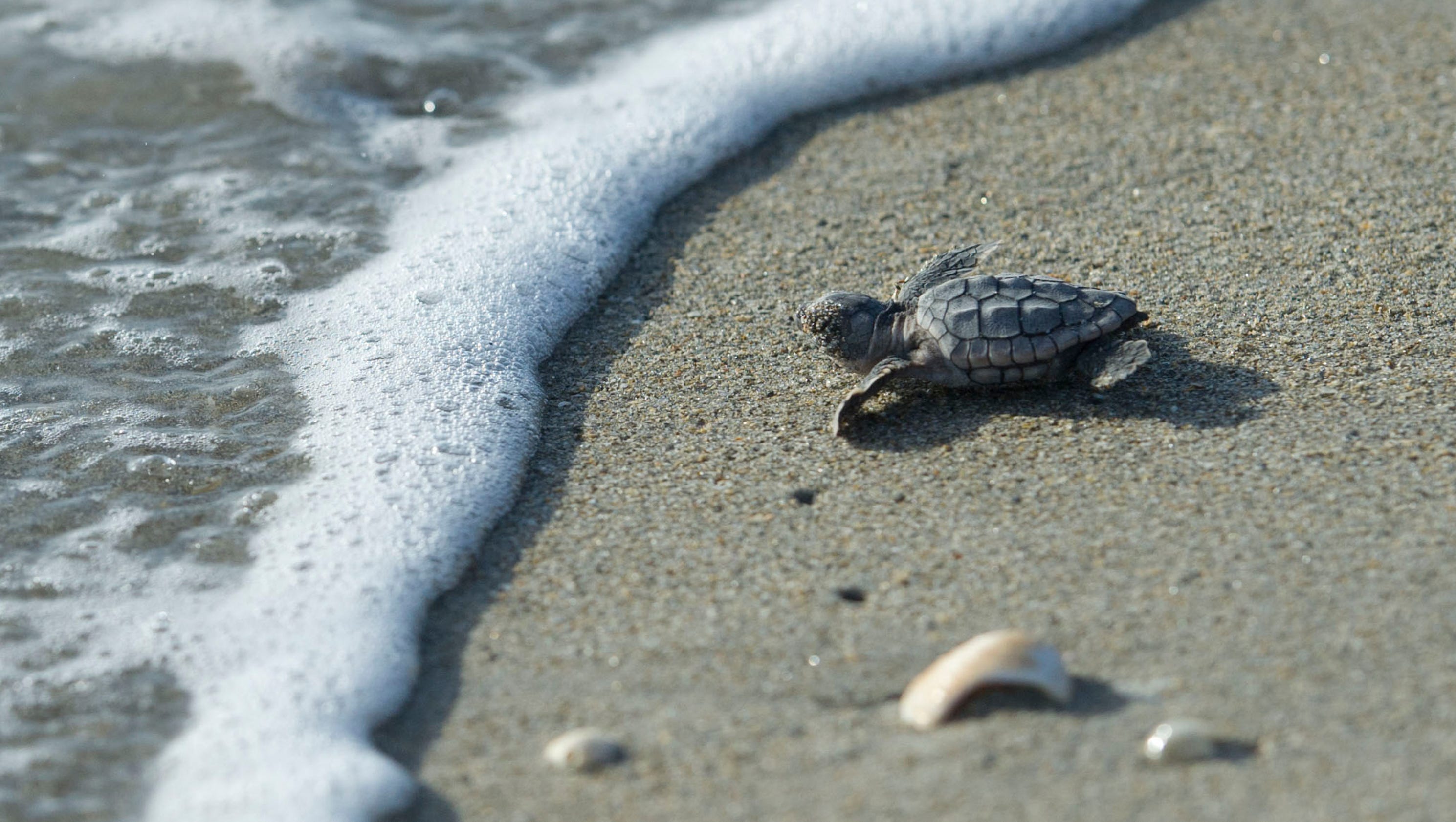 what do sea turtle nests look like