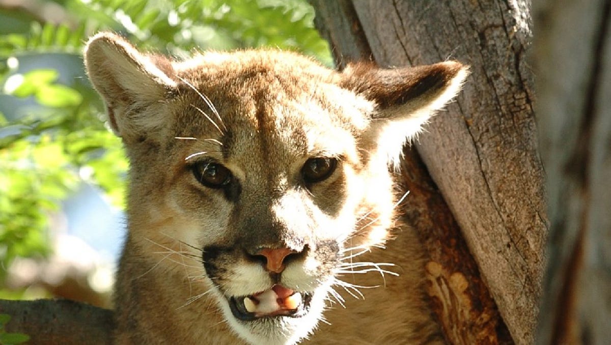 Will mountain lion hunting be banned in Colorado? Anti-hunting group takes aim practice