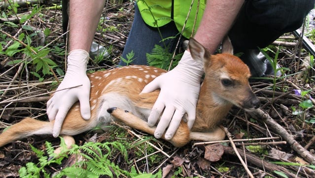 Smith: CWD, Deer And Predator Study Moves To Fawn Capture Phase