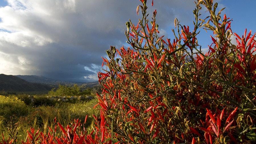 Chuparosa Shrubs Are Unique For Their Reddish Flowers