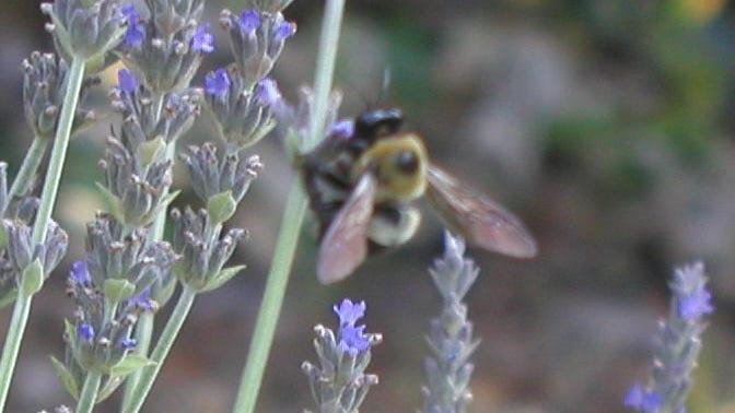 A Verdadero Lavender For The South Sweet Southern Living