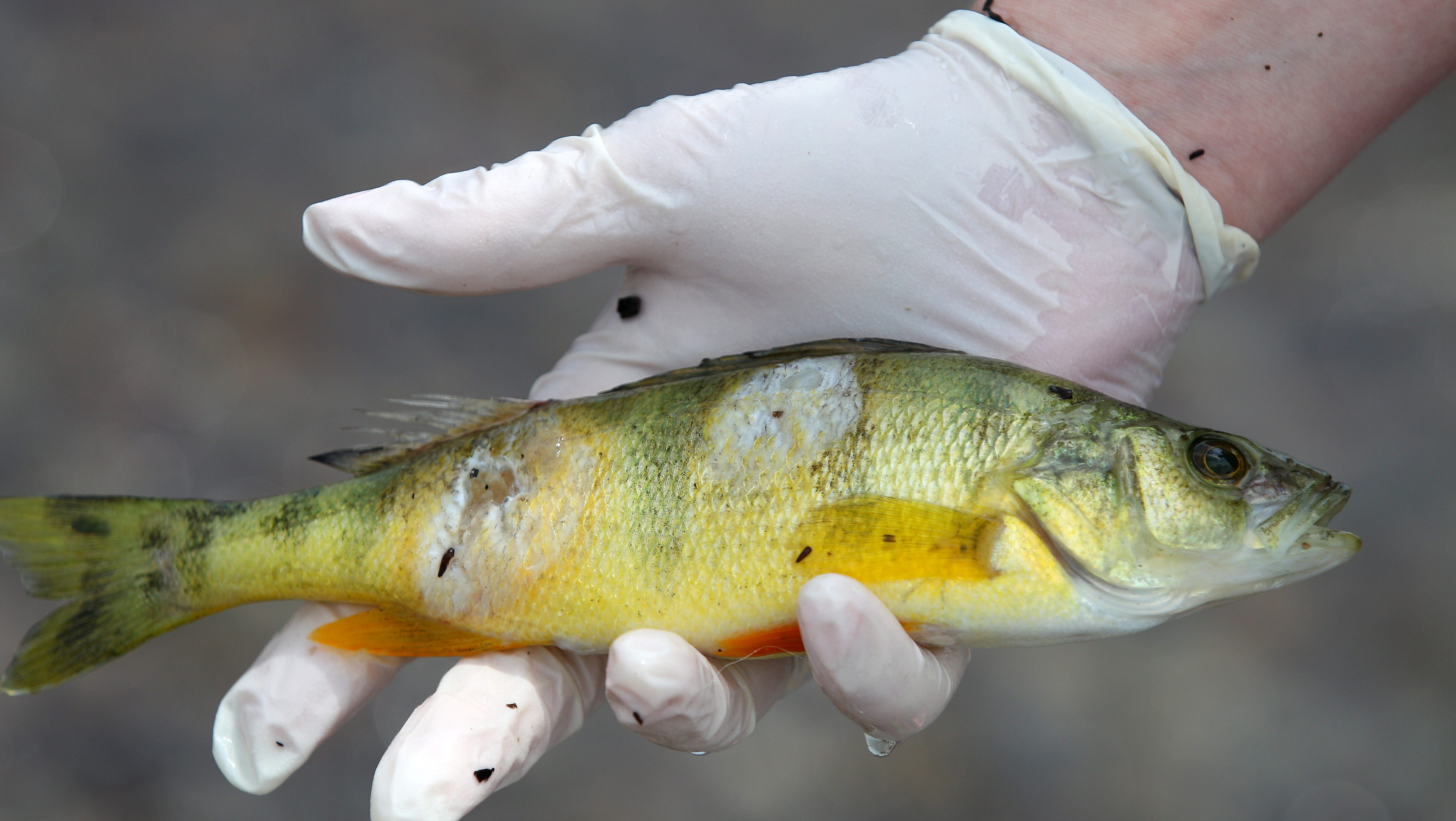 lake fish in water