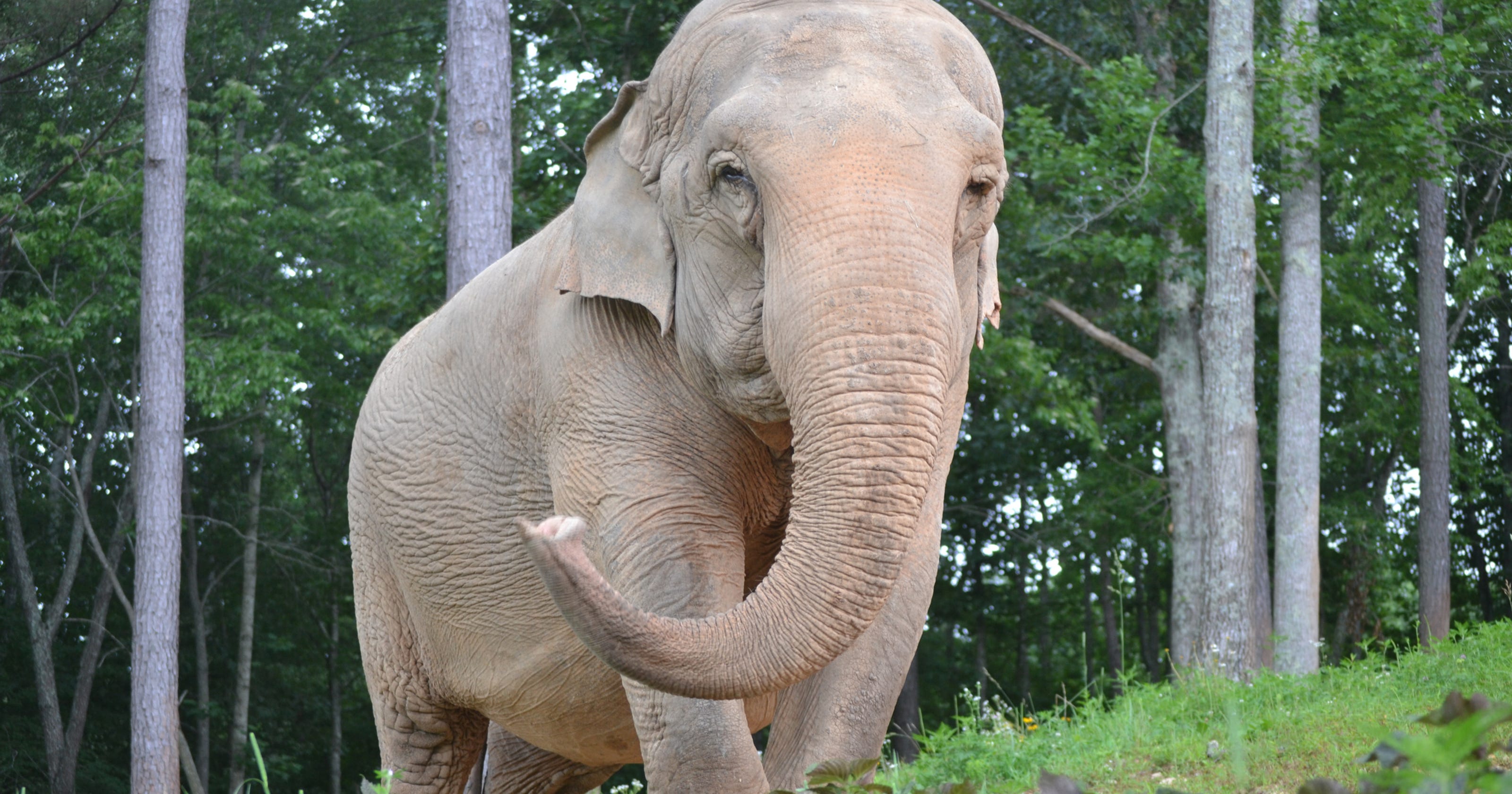 Abused elephant finds sanctuary in Hohenwald, Tennessee