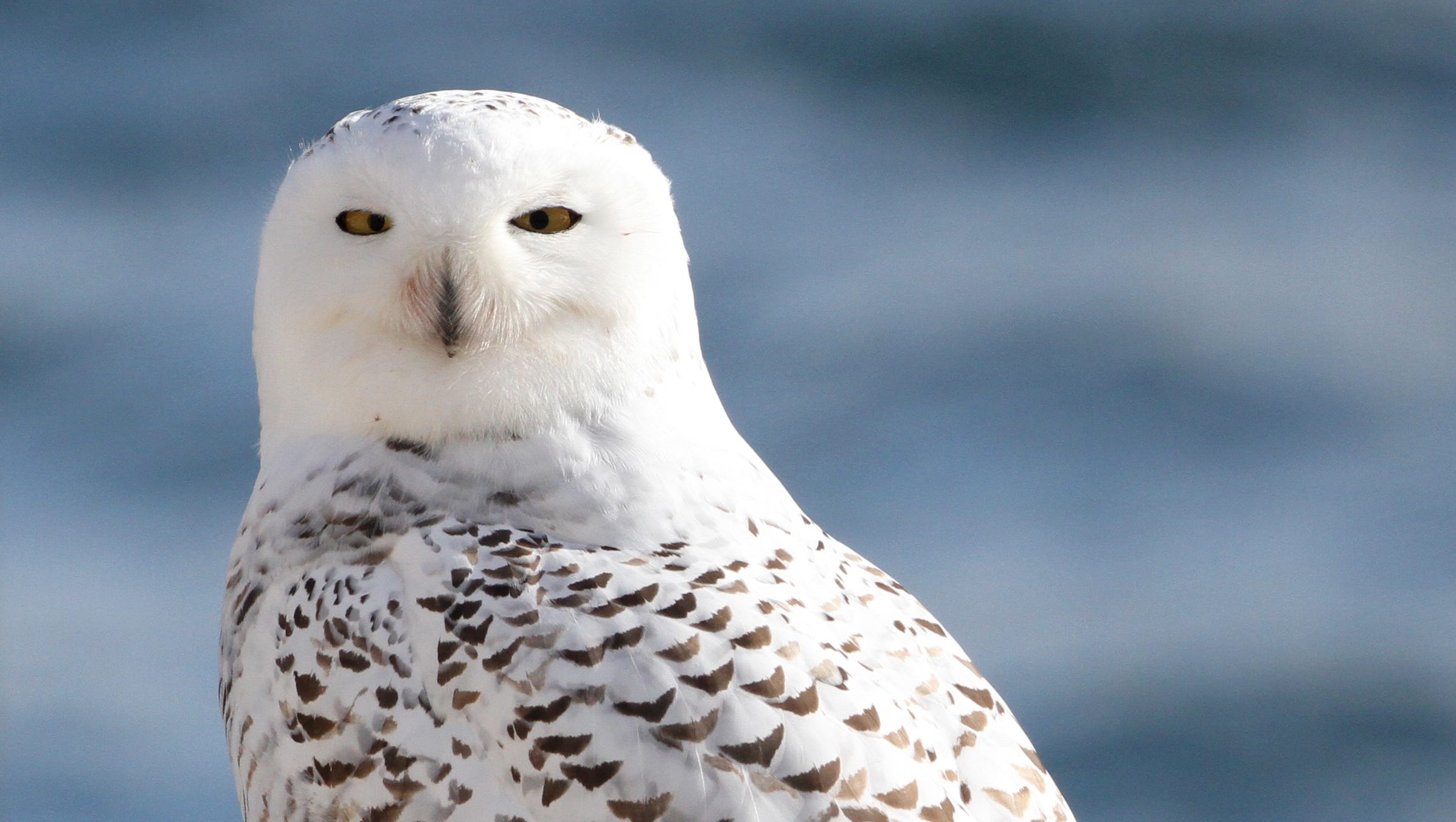 the-annual-fall-migration-of-snowy-owls-is-underway-in-wisconsin