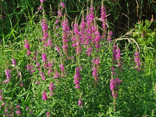 Invasive plants in southeastern Wisconsin include garlic mustard, Queen ...