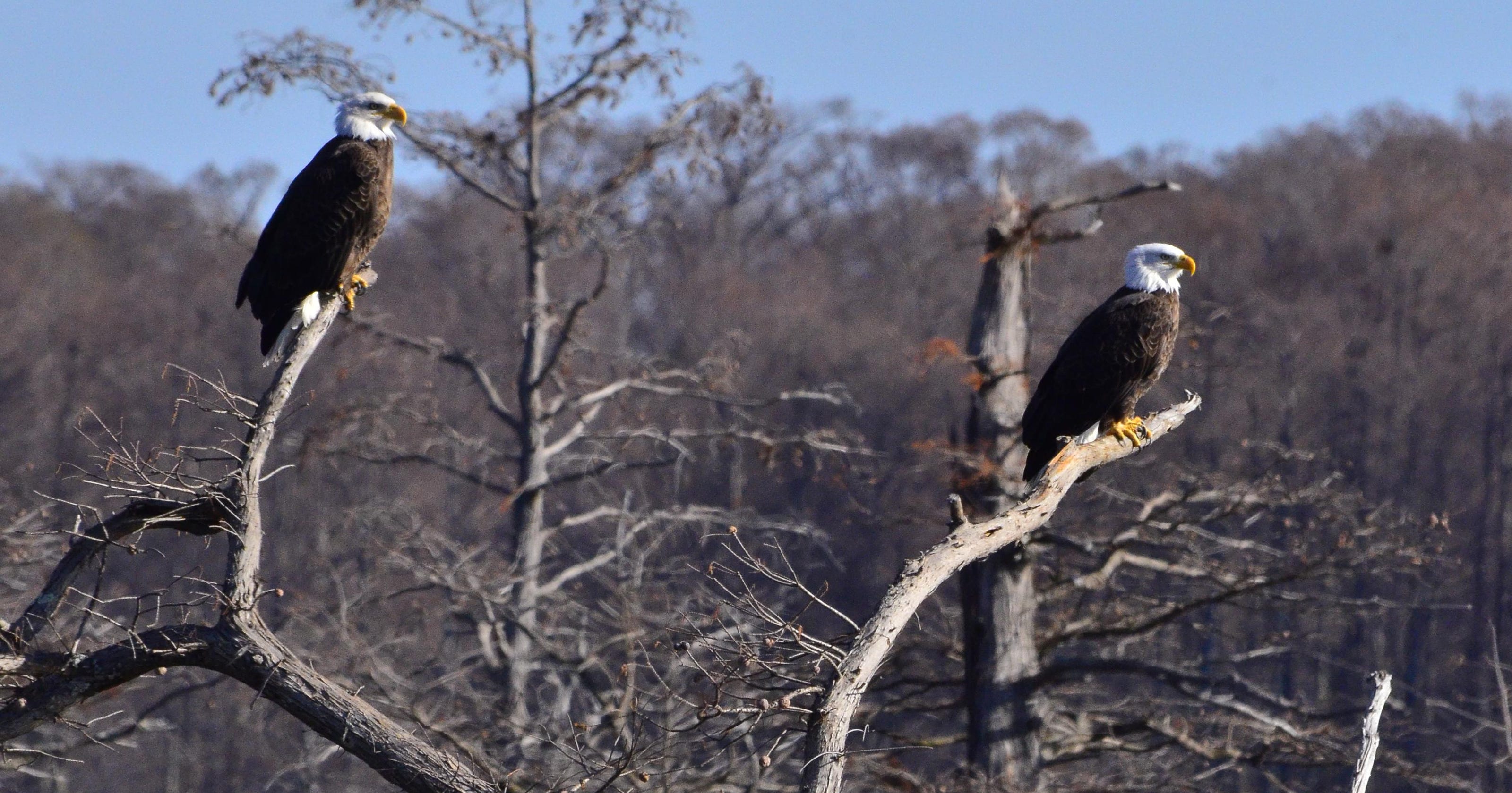 Eagle watching at Reelfoot Lake