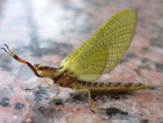 Mayfly swarms captured on radar