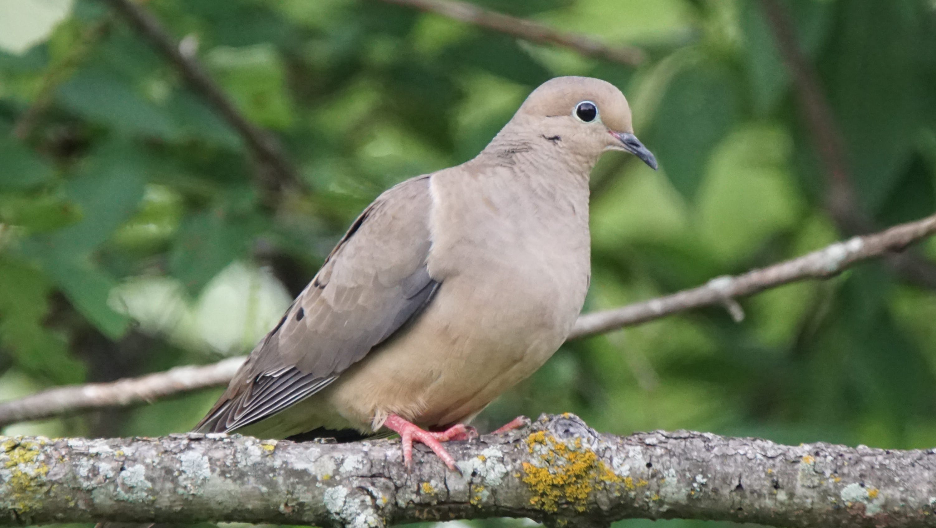 mourning dove male