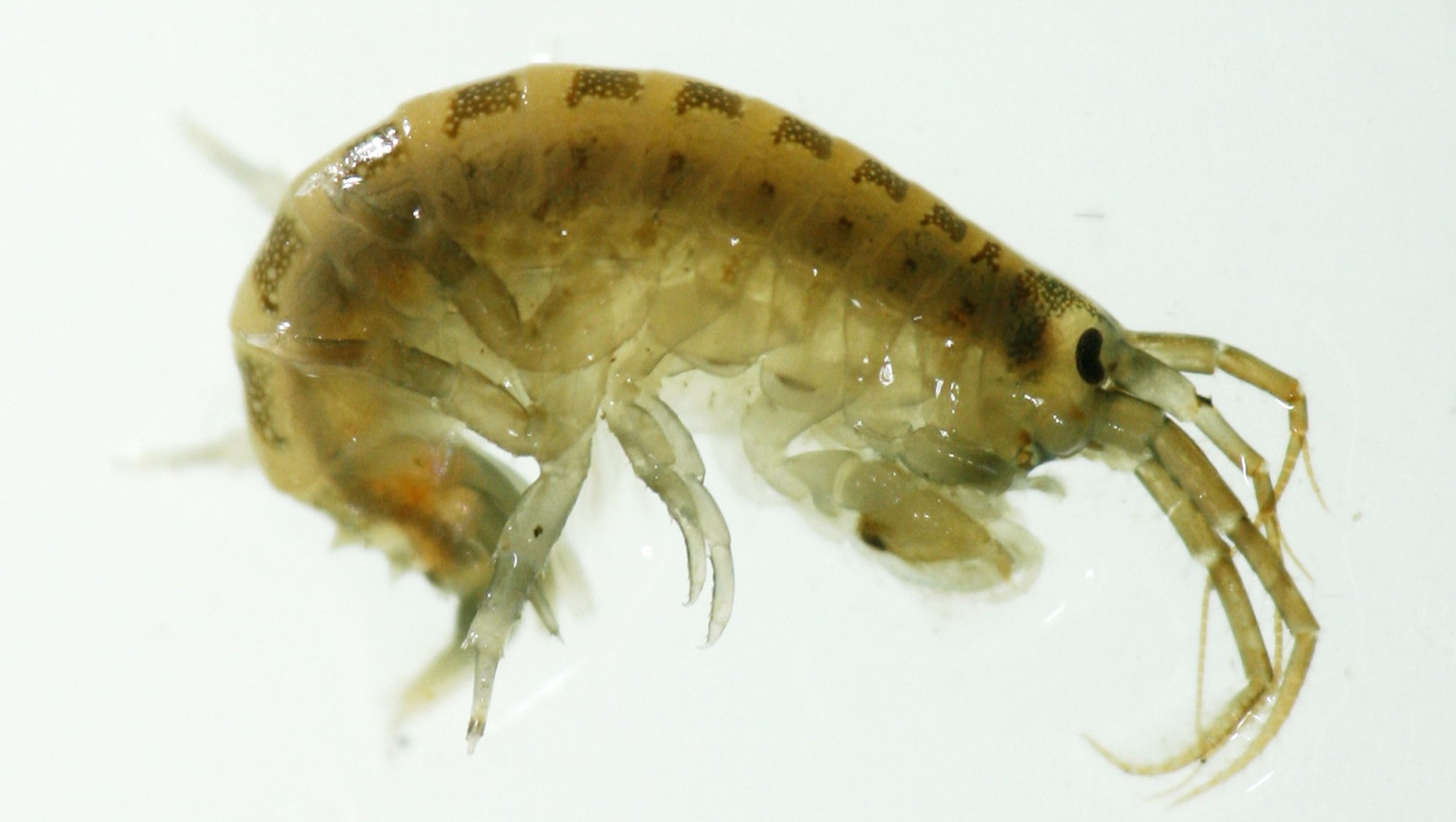 Killer shrimp among 7 aquatic invasive species banned in Michigan