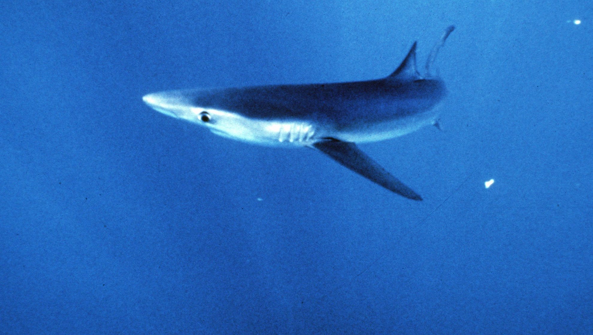 Shark Fin Soup Now Illegal In Nevada