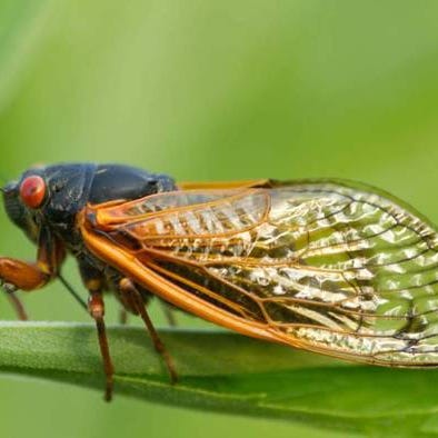 A Periodical Cicada rests on a tree leaf.