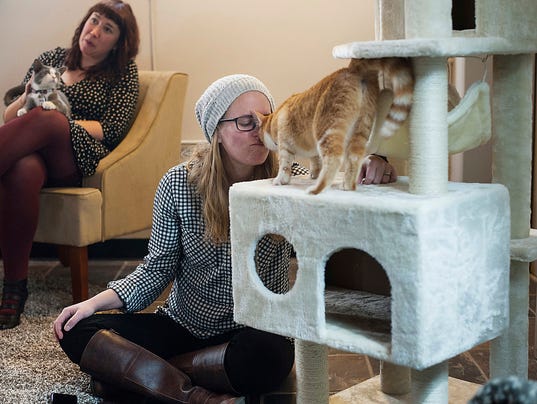  Cat  cafes  find purrfect setting in cities