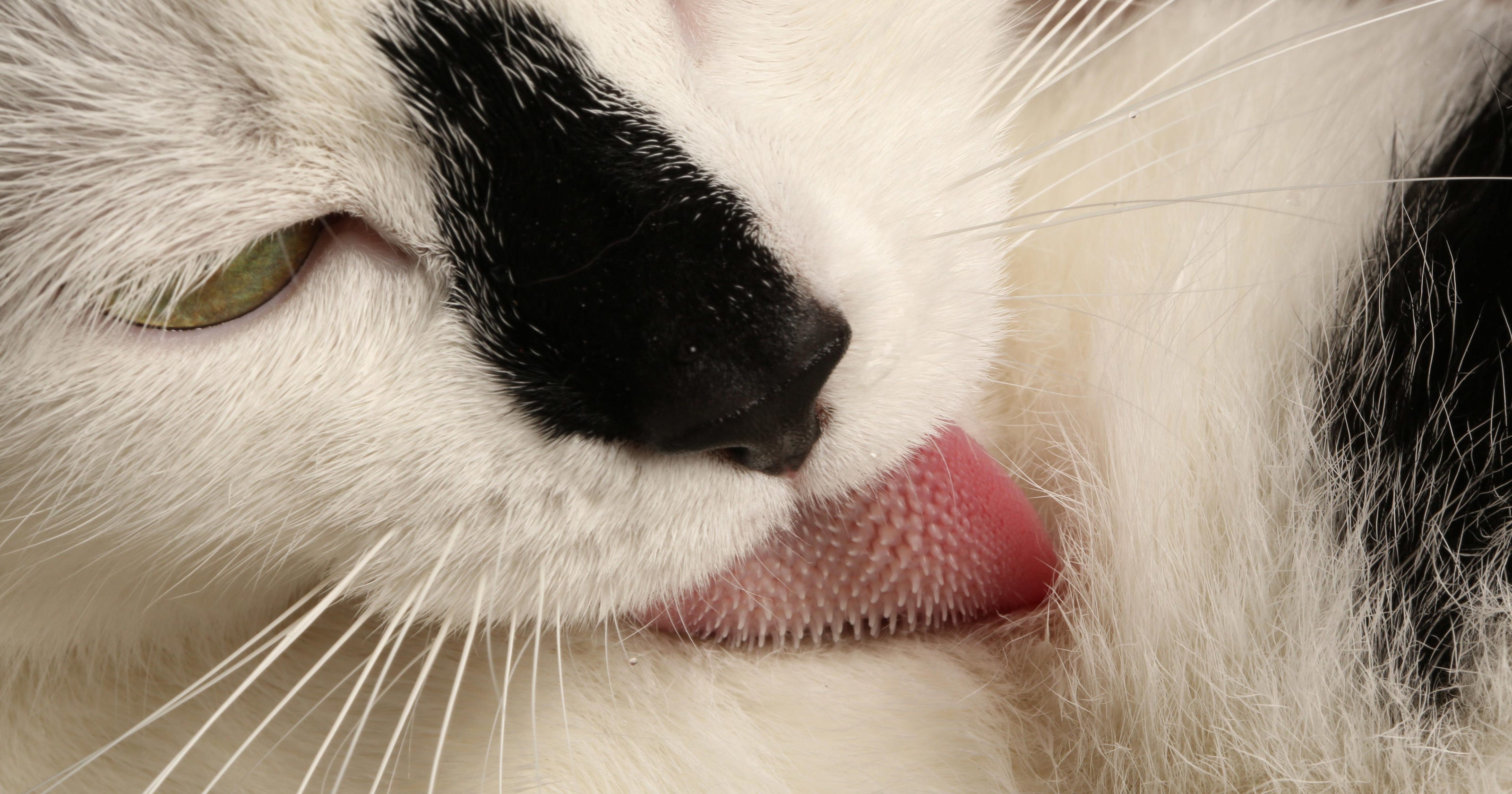 Why Cats Have Scratchy Tongues