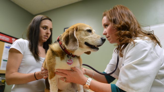 Pet insurance is gamble in changing market
