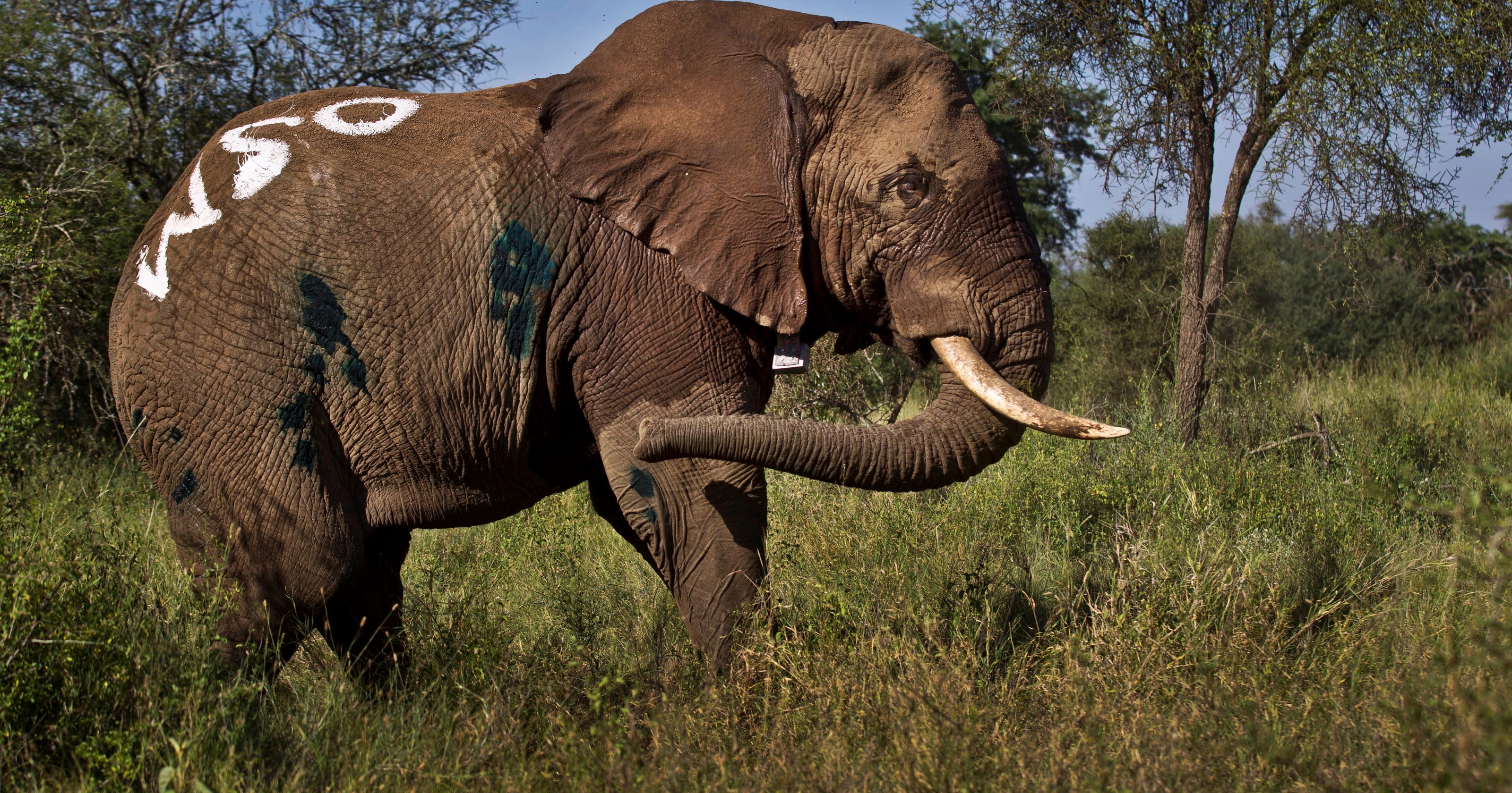 Tanzanians see official hand in elephant poaching