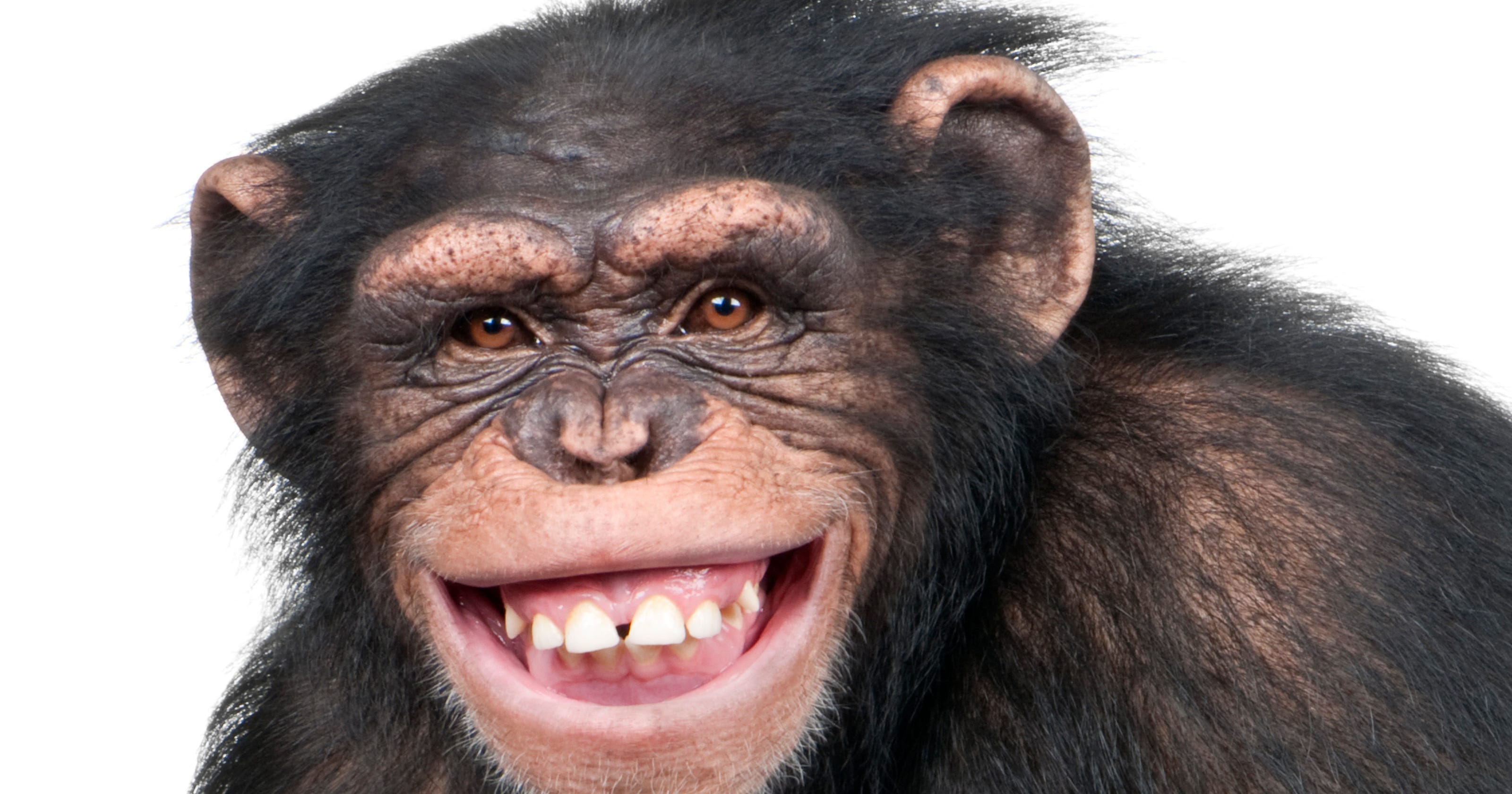 Chimpanzee at Grand Rapids zoo flings feces at grandma, goes viral