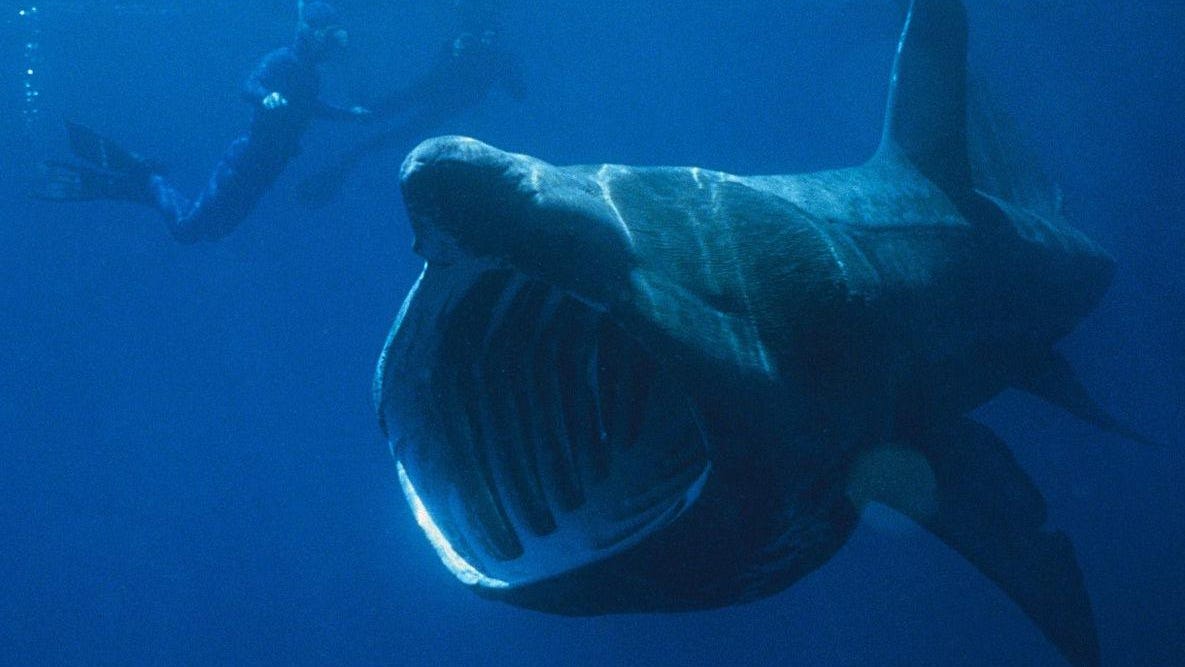 Basking shark spotted off Hampton Beach; massive fish eats plankton