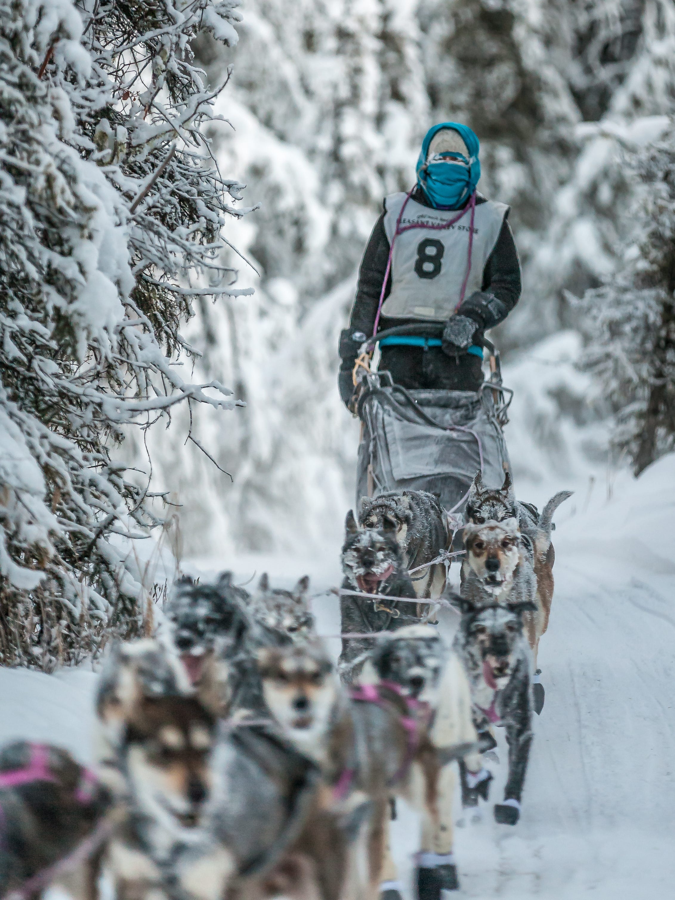 how many dogs died in the iditarod race 2018