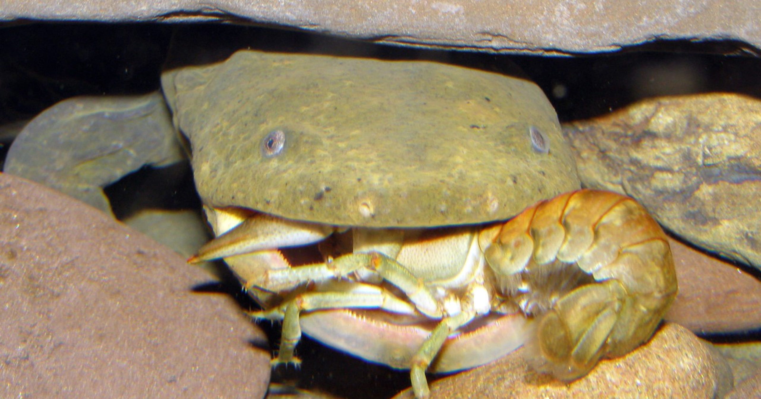 Here's why the hellbender should be our state amphibian