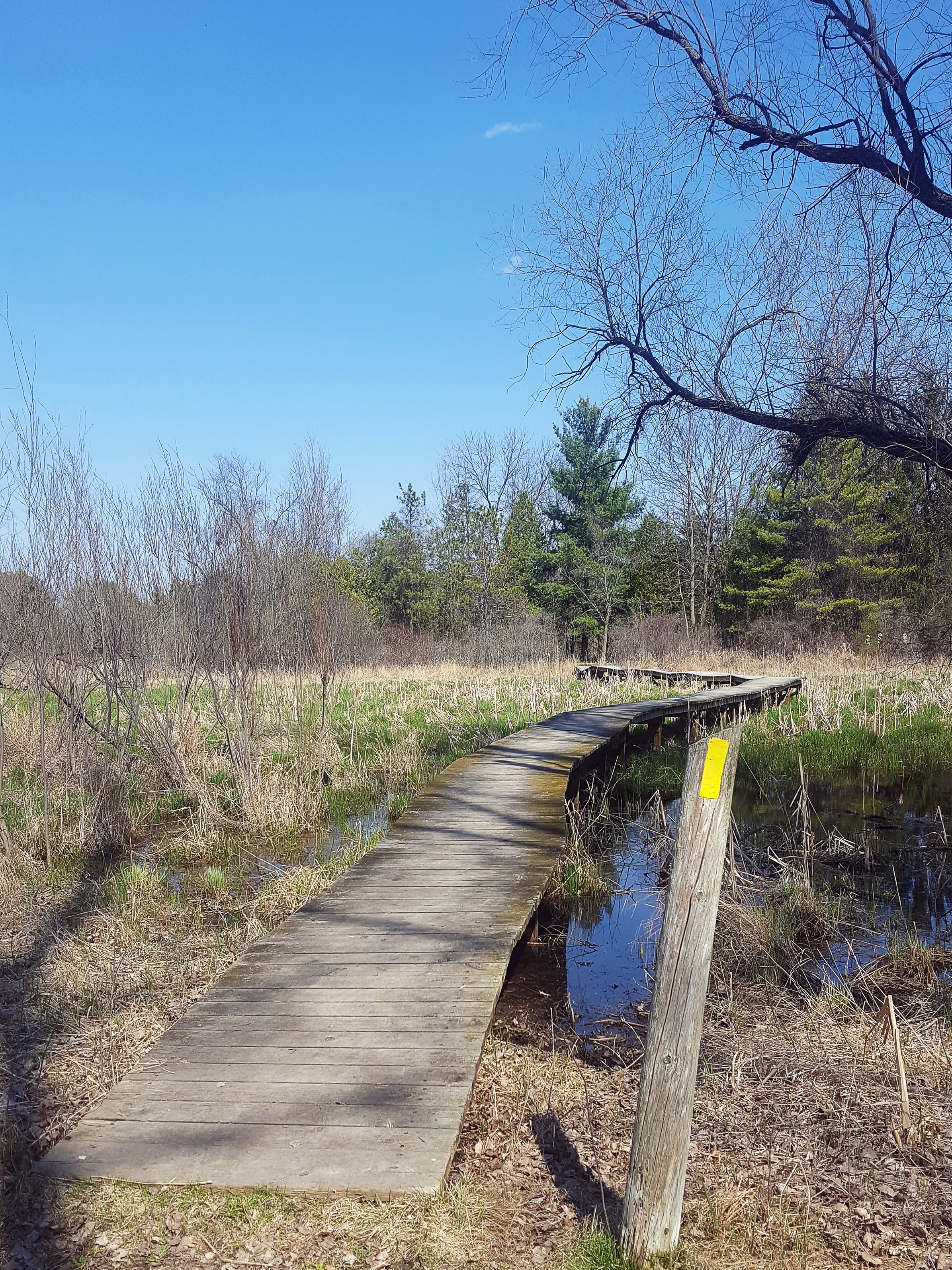 are dogs allowed at lapham peak