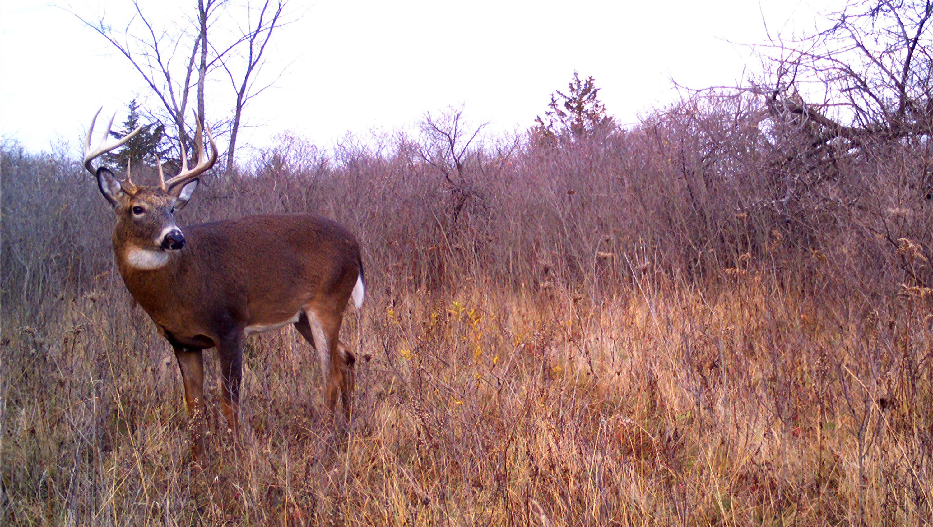 Deer Tested Positive For CWD From Forest County Hunting Ranch