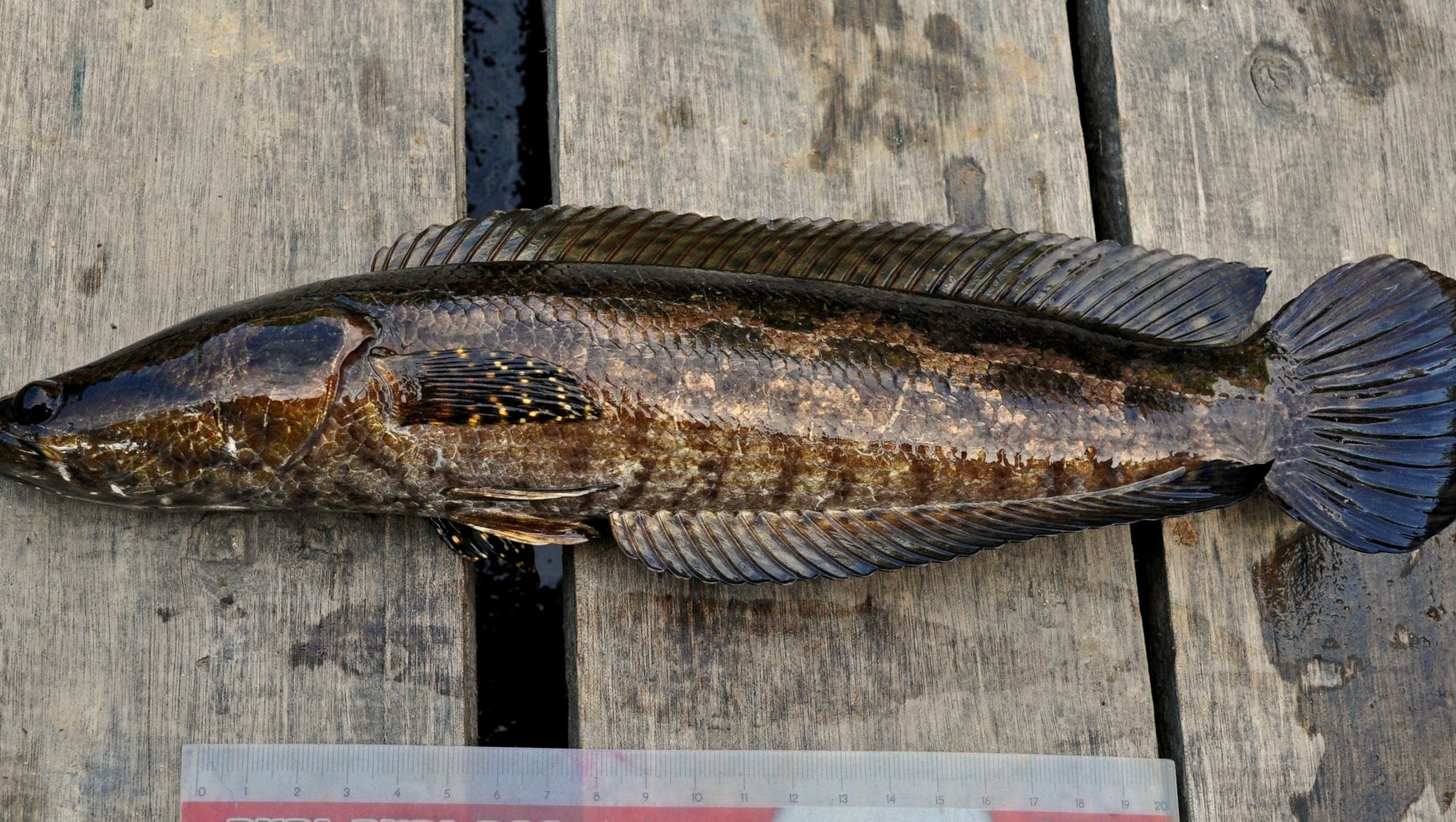 tribal drawings of a snakehead fish images        
        <figure class=