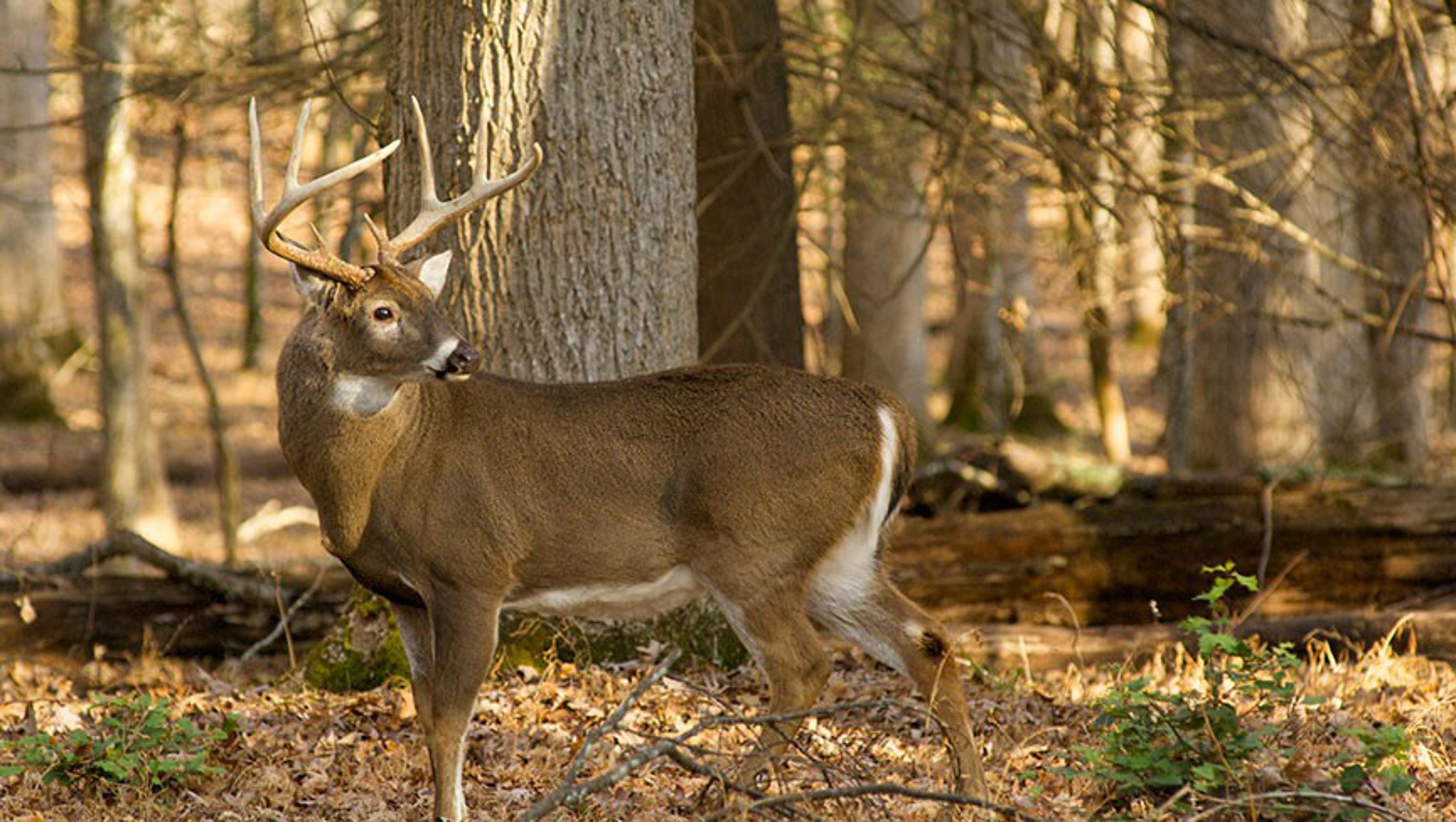 Gun season for deer in North Carolina will remain Thanksgiving Week