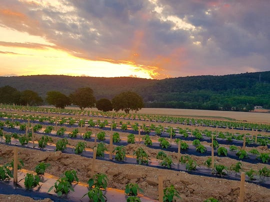 Chef Eric LeVine leads farm-to-table dining experience at Donaldson