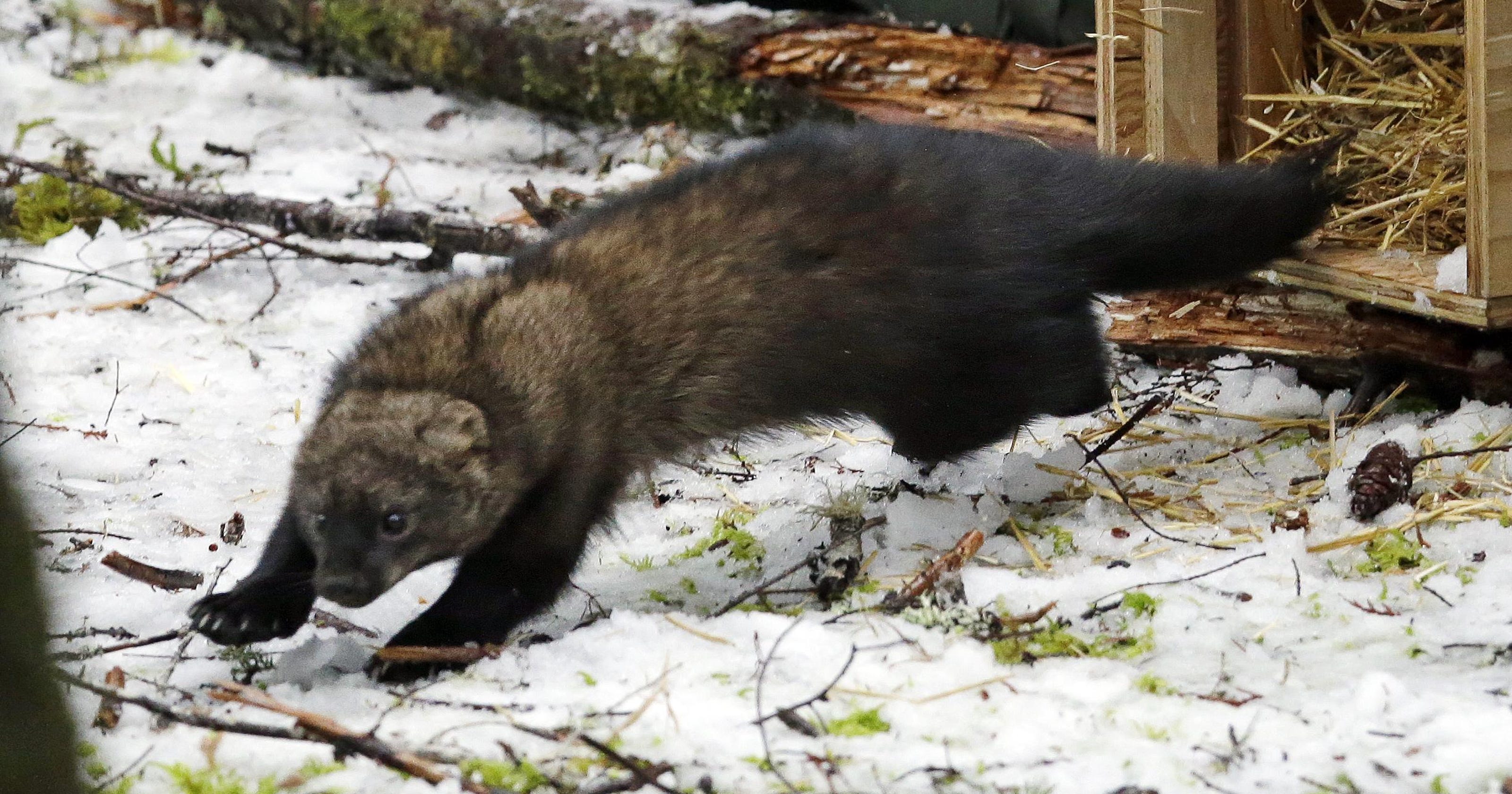 weasel rare species story detroitnews