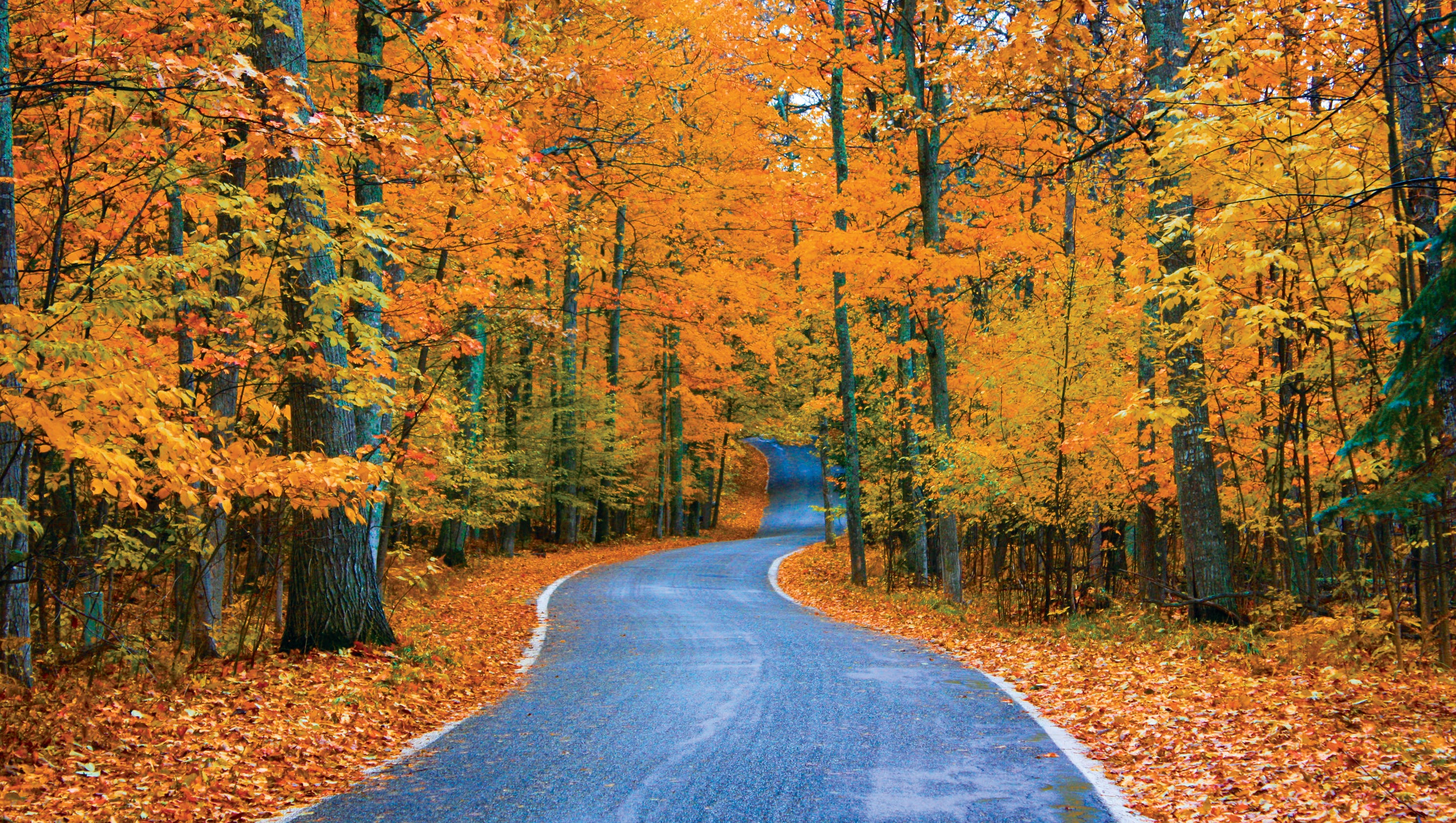 Michigan's top fall color spot is Tunnel of Trees!