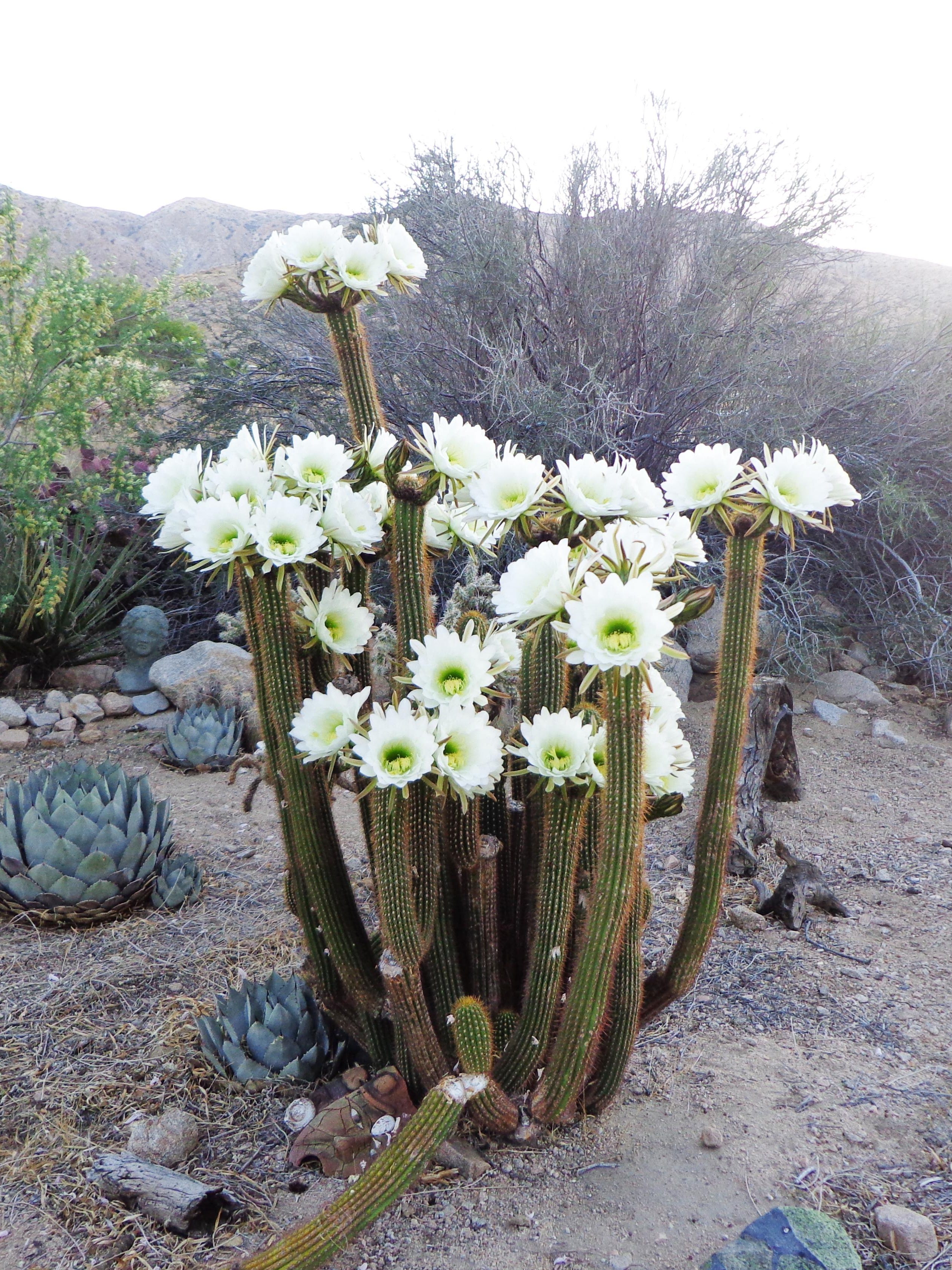 cacti drink prices