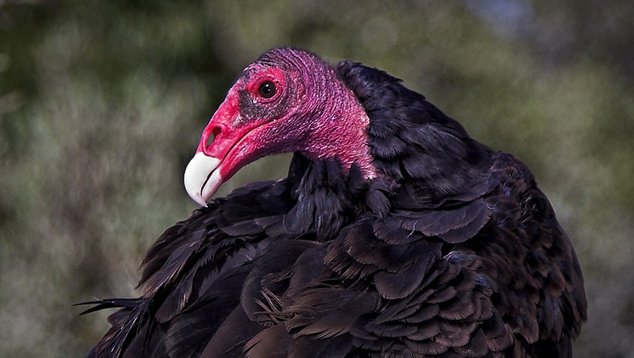 Buzzards Are Returning To Boyce Thompson Arboretum