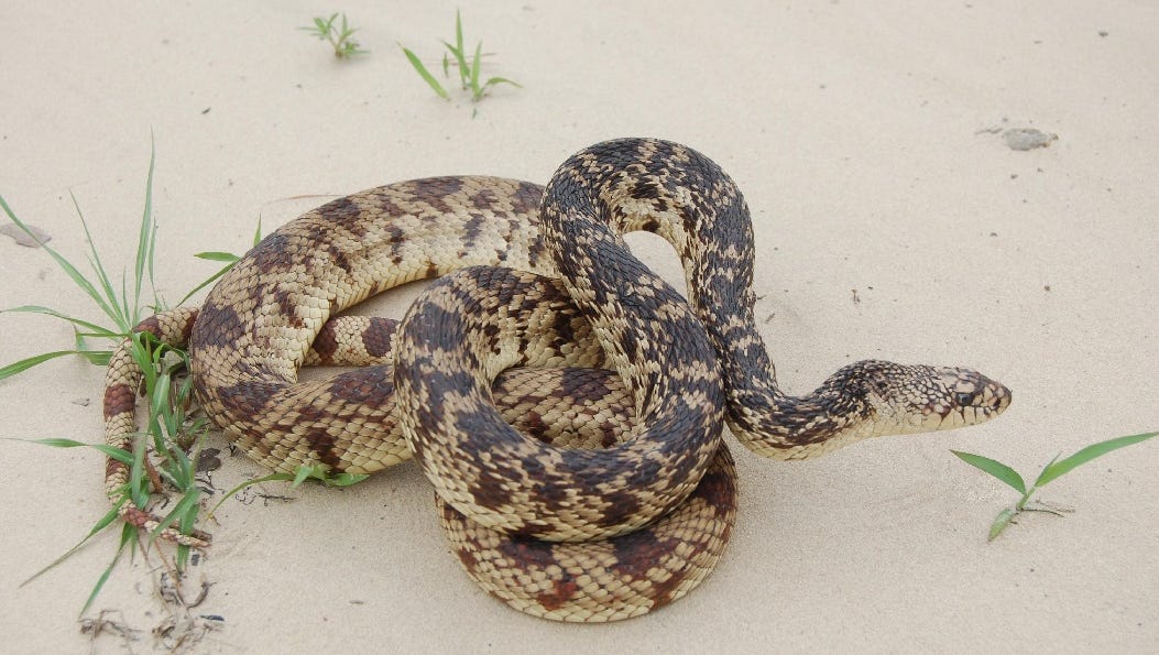 Pine Snake Is Now Listed As Threatened Listing In Louisiana, Texas