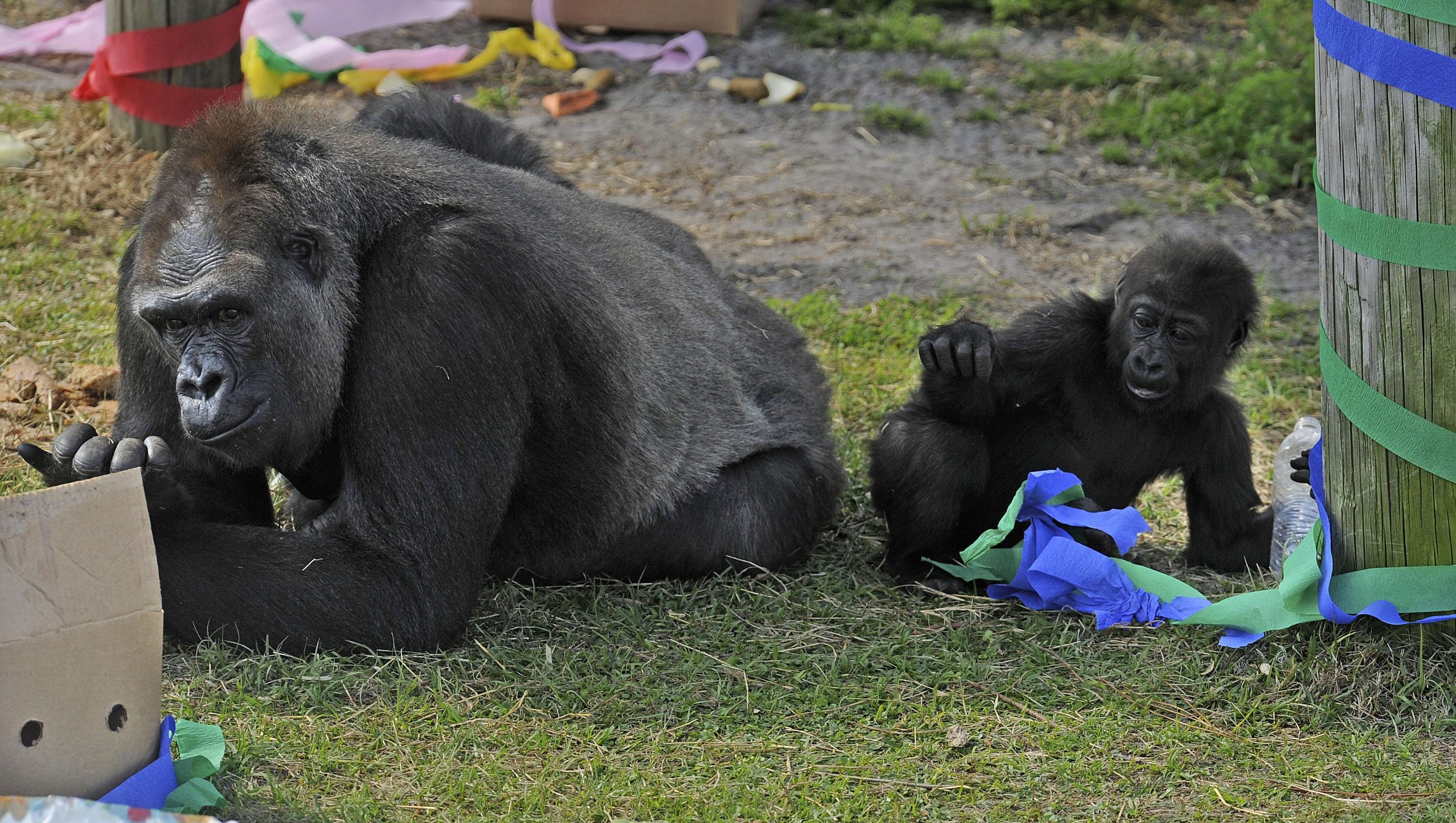 gulf breeze zoo news