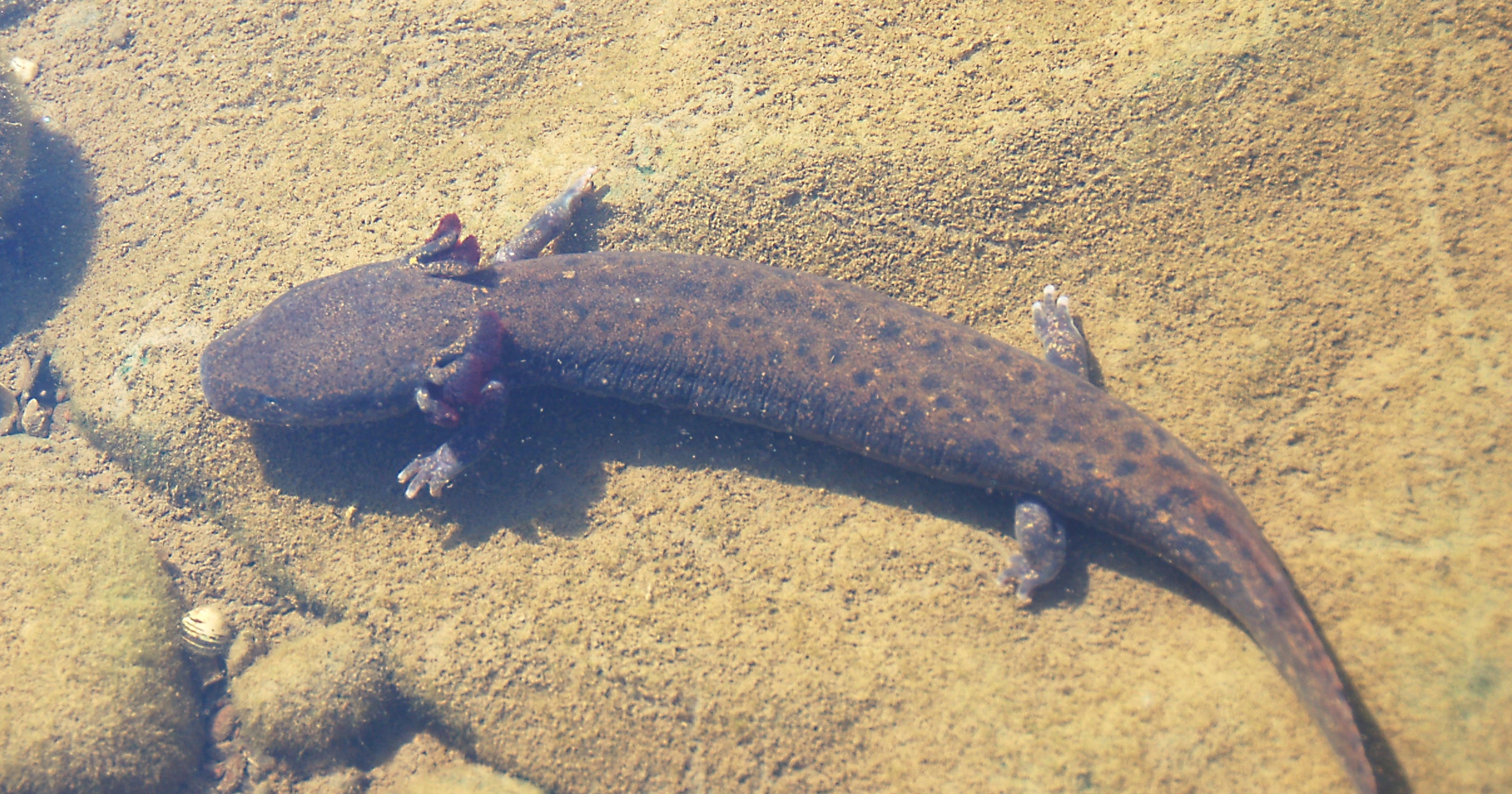 Put the mudpuppies back in the lake