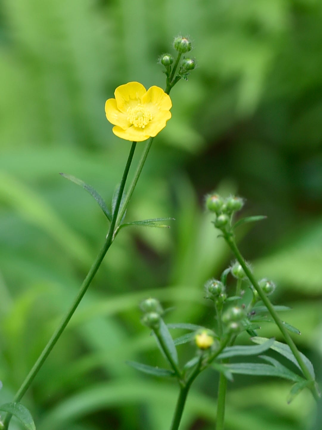 Buttercups Are Toxic To Livestock And They Re Thriving State Warns