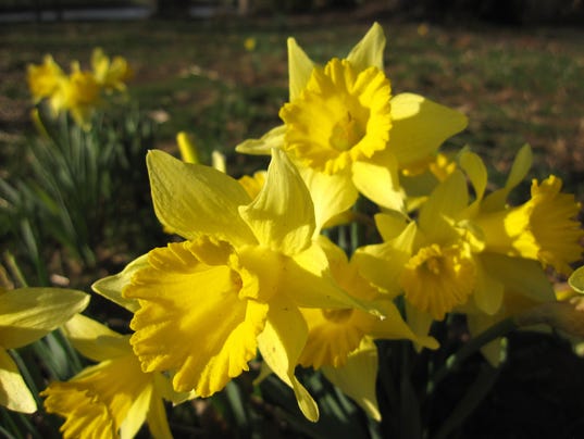 Knoxville is in bloom as spring marches closer to East Tennessee