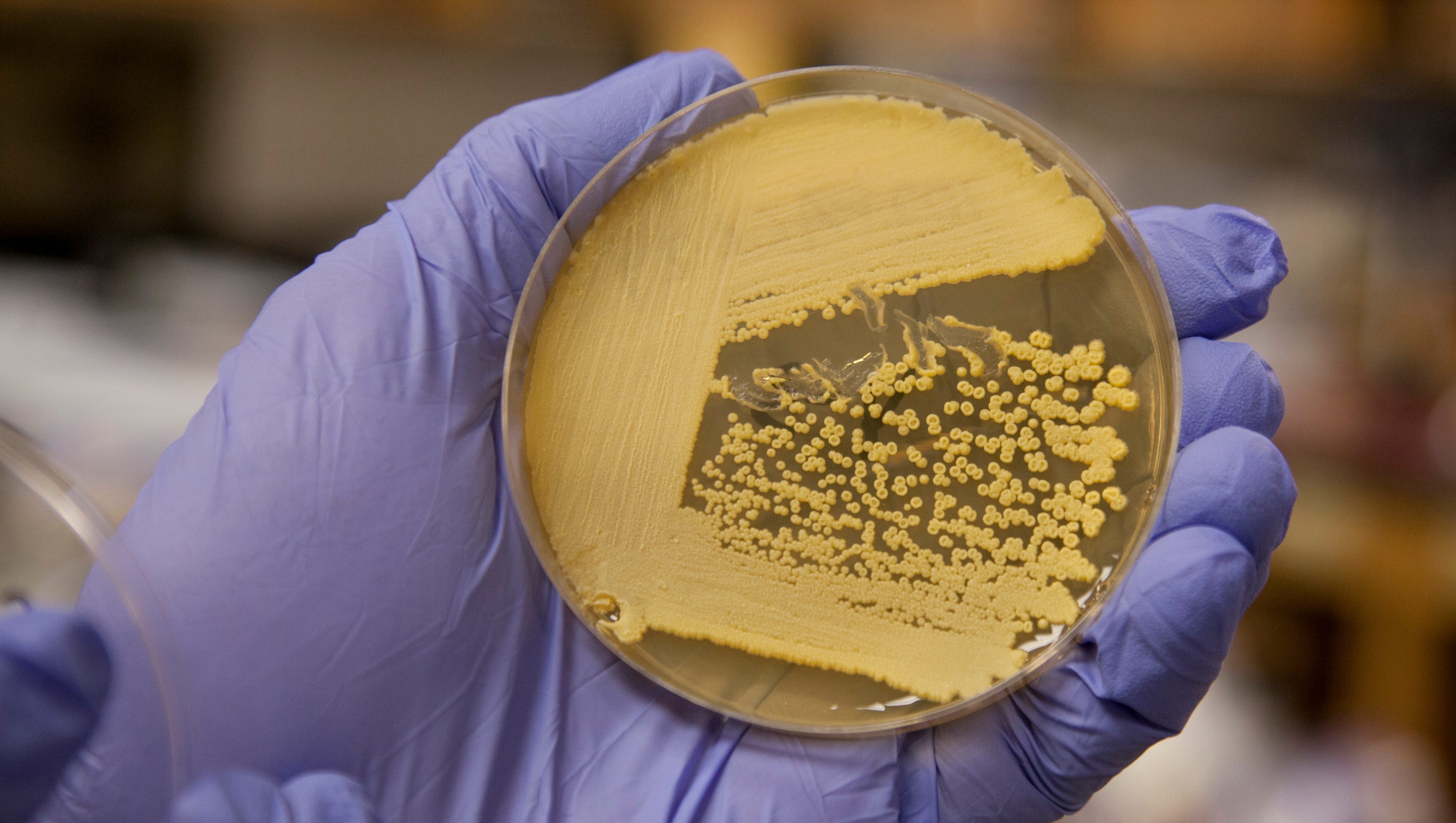 Culturing new bacteria in antibiotic revolution