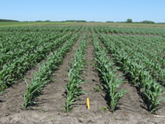 Starter fertilizer for corn not necessarily a boost