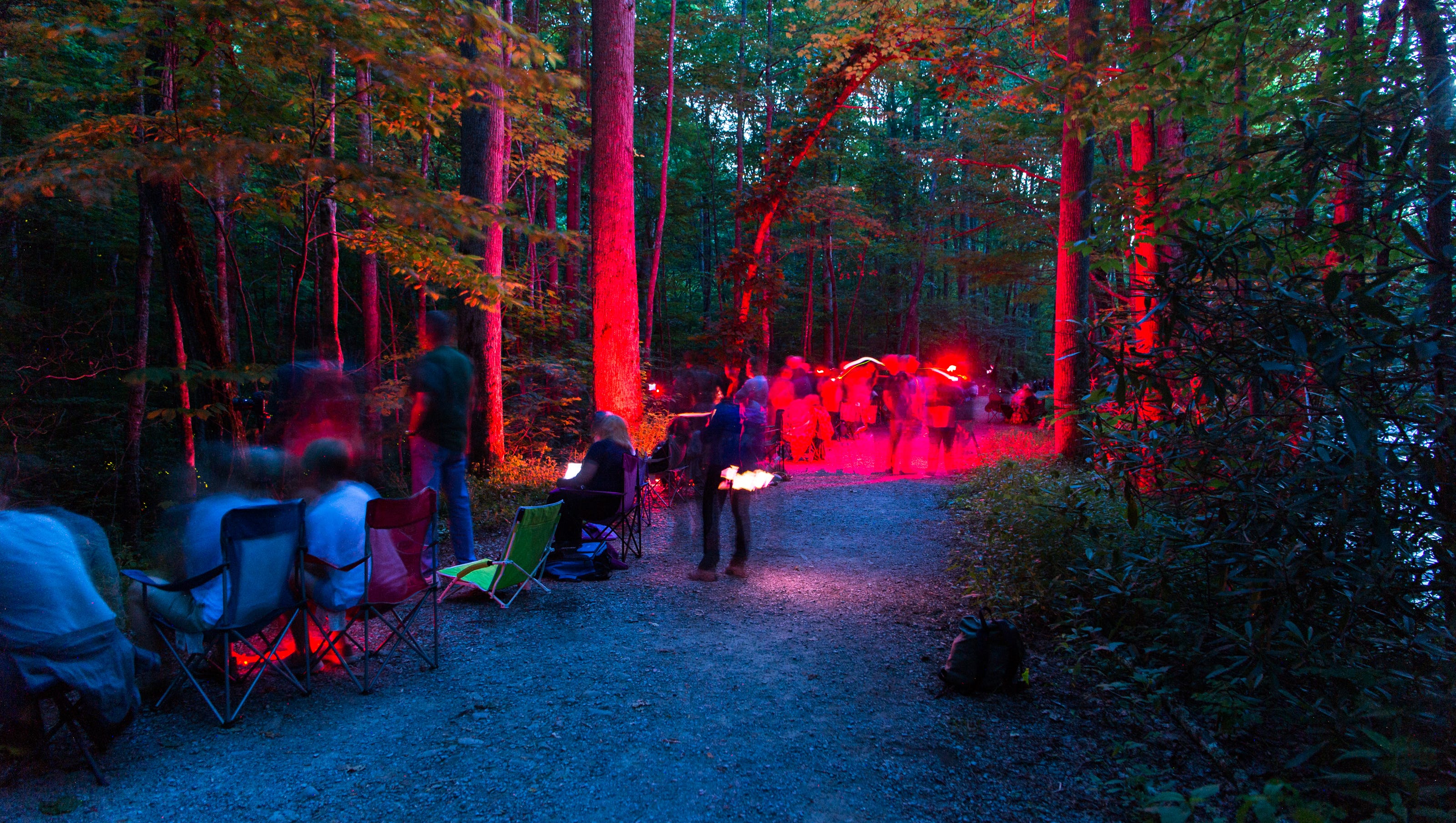 Great Smoky Mountains synchronous firefly viewing dates announced