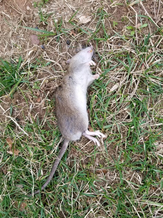 I saw a rat in my backyard