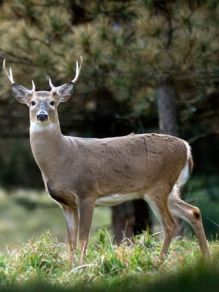 Deer Check Stations And New CWD Rules: What You Need To Know