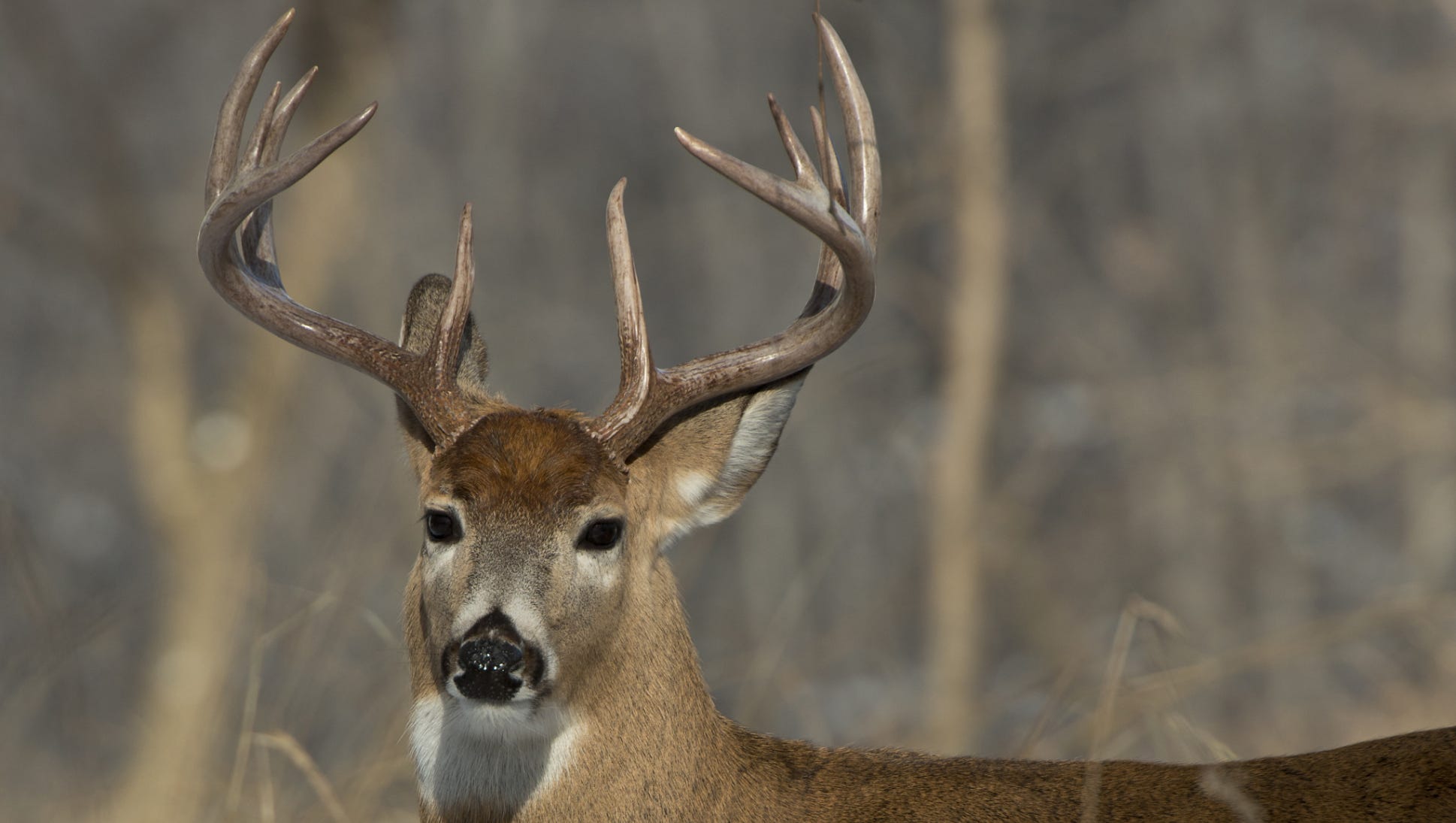 Wisconsin Hunting Seasons: Know Baiting, Feeding Restrictions