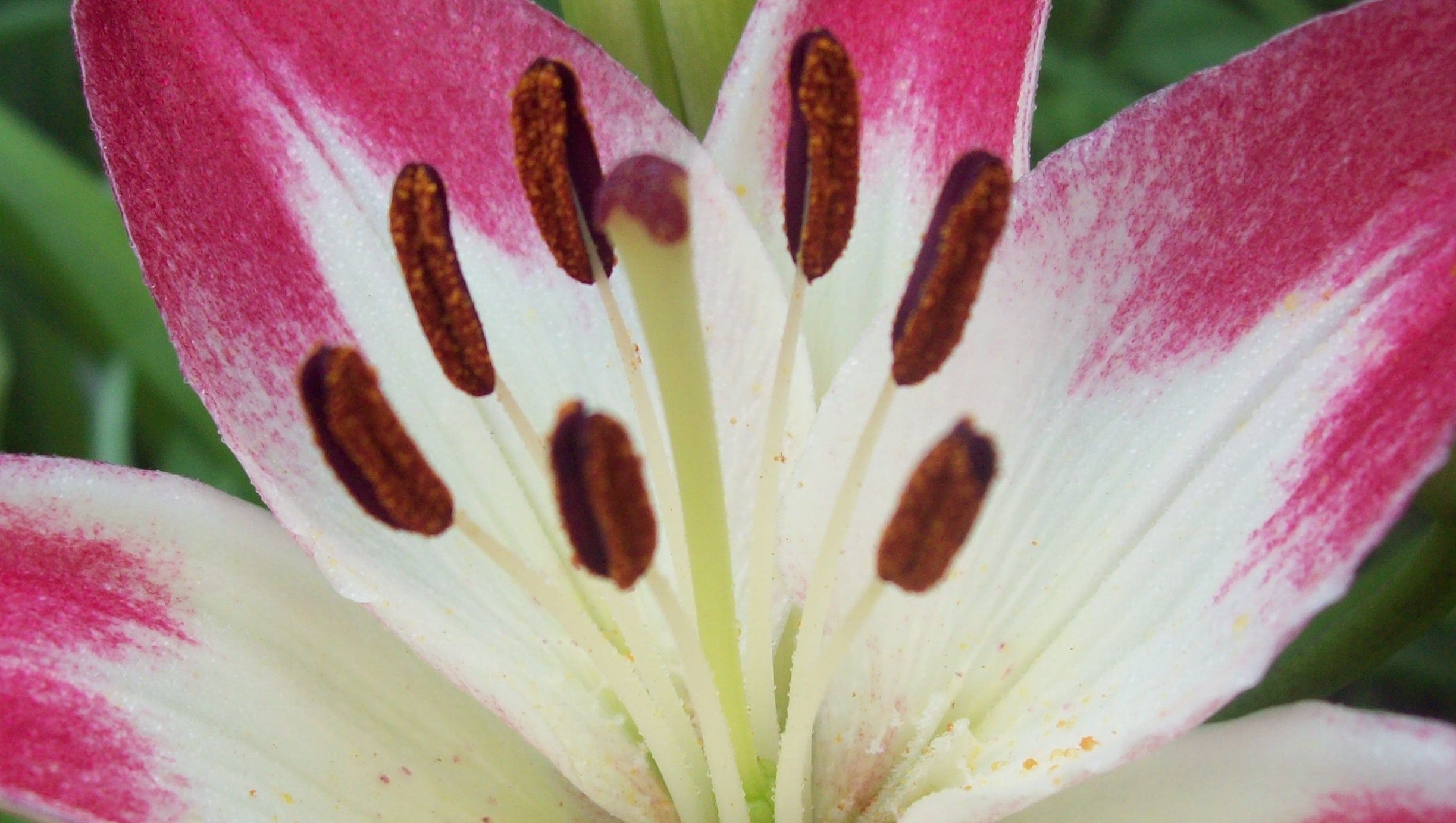 Do summer lilies do well in pots?