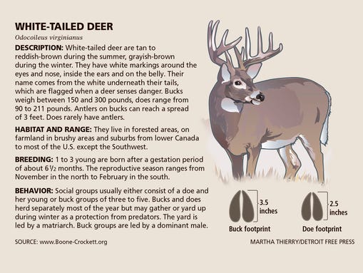 Deer culls stir debate in Detroit metro area